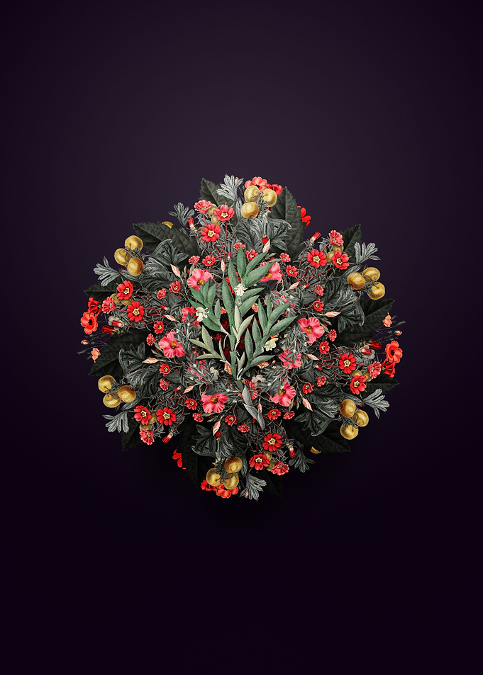 Two Edged Dendrobium