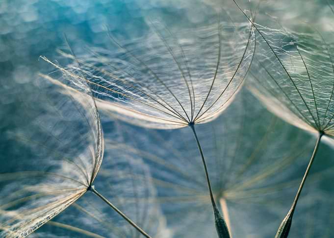 Dandelions