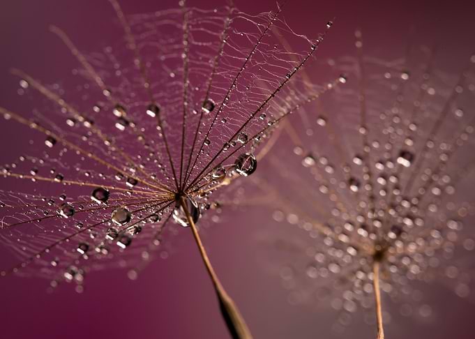 Dandelions and drop