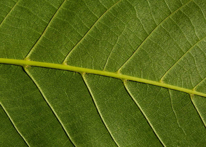 Leaf