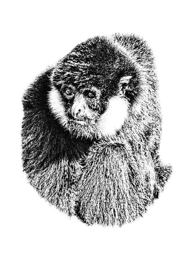 Gibbon