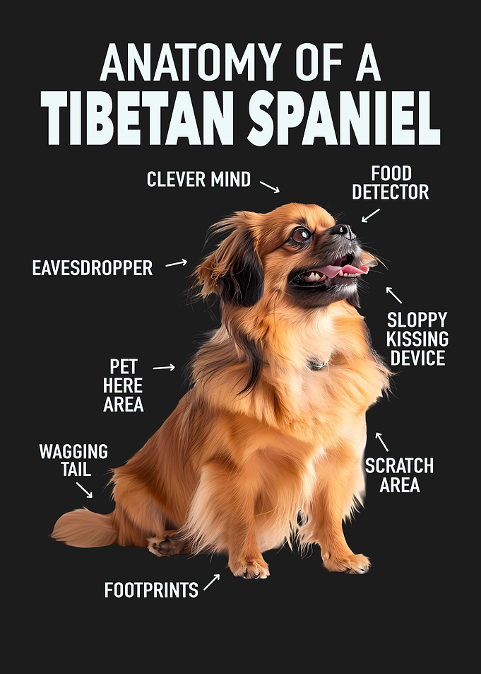 Tibetan spaniel