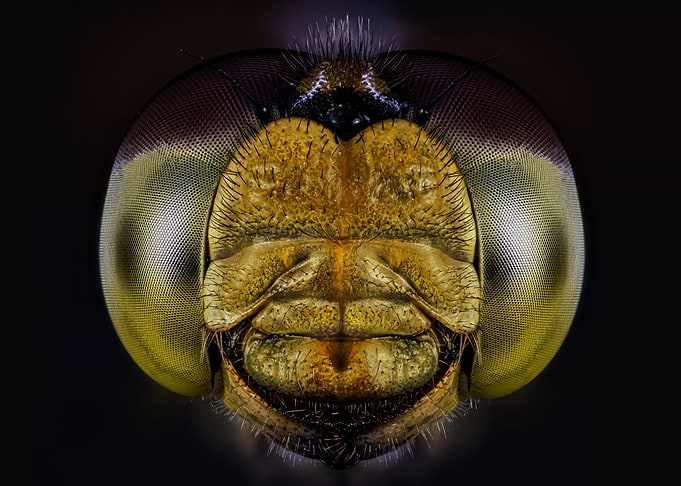 Dragonfly portrait