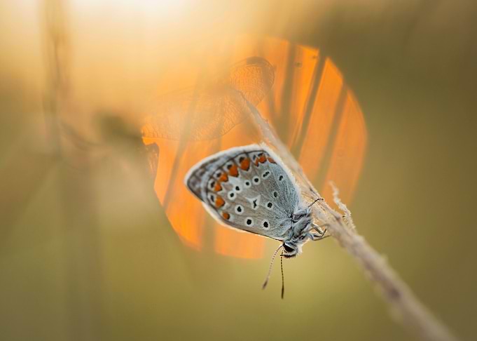 Summer butterfly