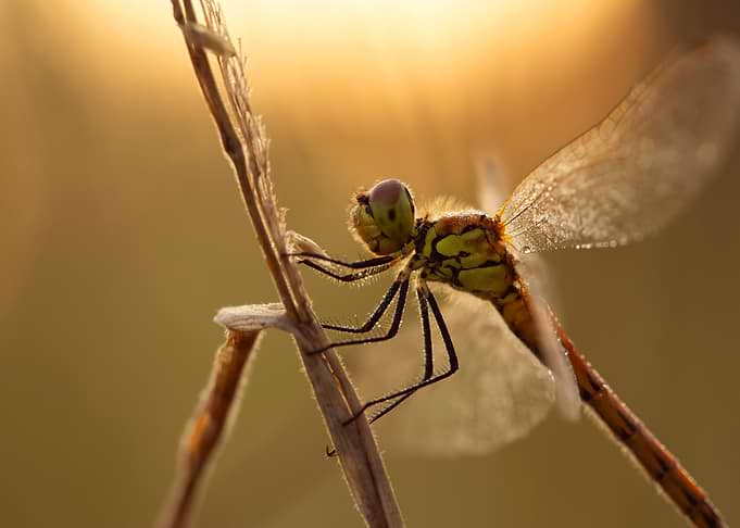 Dragonfly