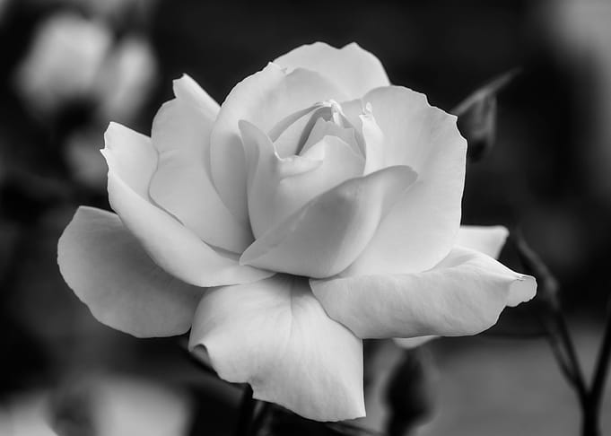 Rose black and white