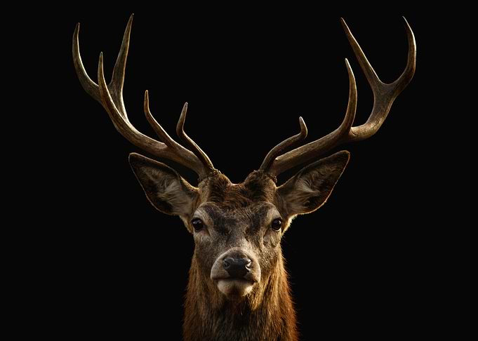Red deer
