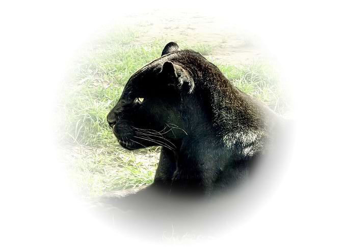 Black jaguar