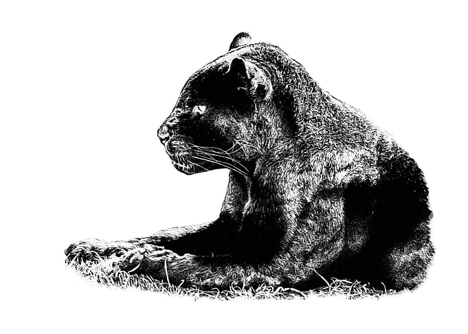 Black jaguar