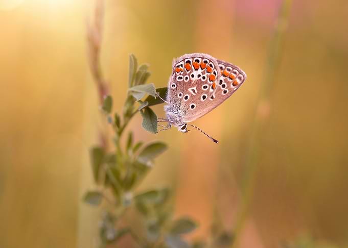 Summer butterfly