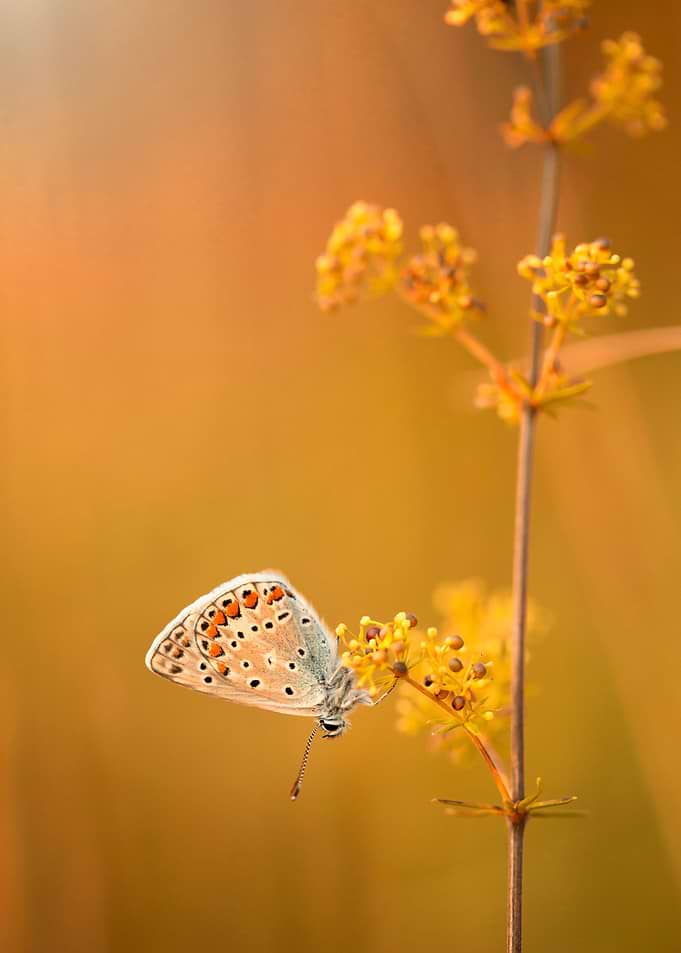 Summer butterfly