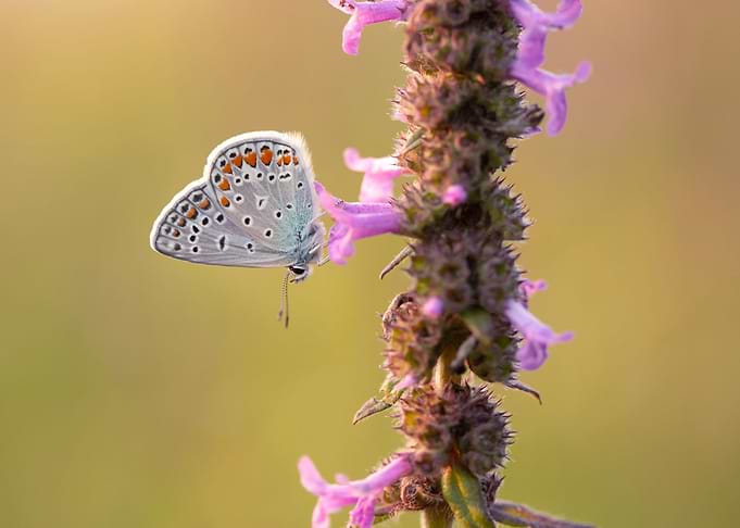 Summer butterfly