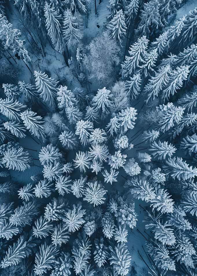 View of a Snowy Forest