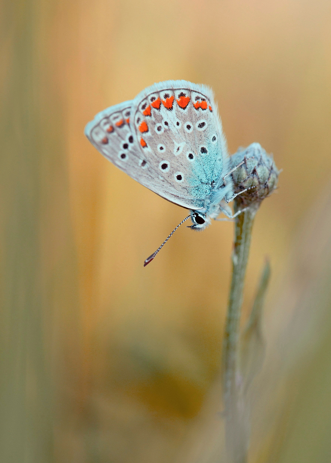 Summer butterfly