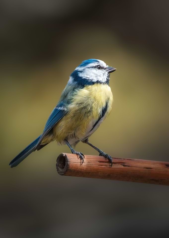A blue tit posing