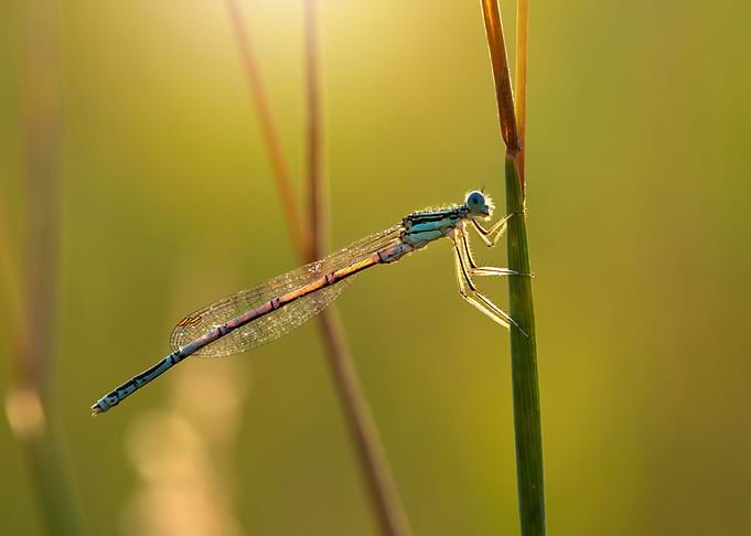 Dragonfly