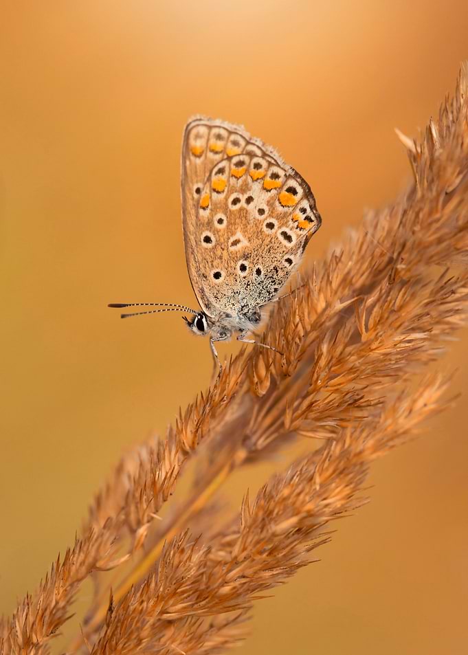 Summer butterfly