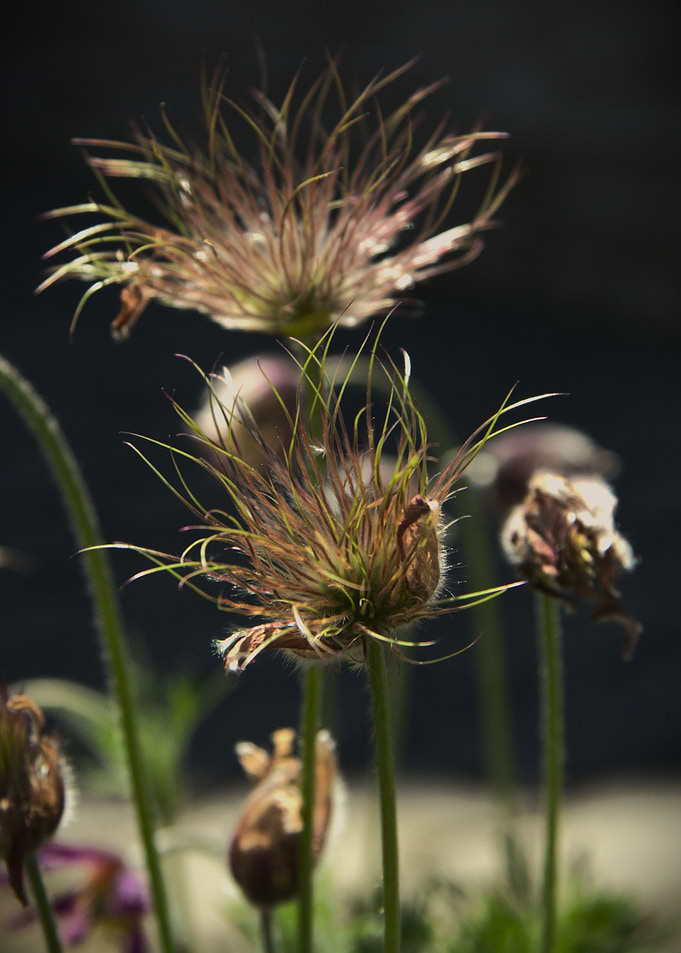 Pulsatilla flower
