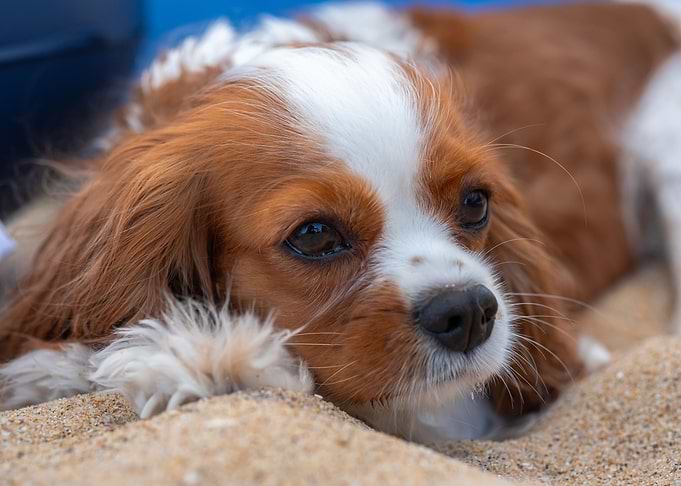 Lazy Pet