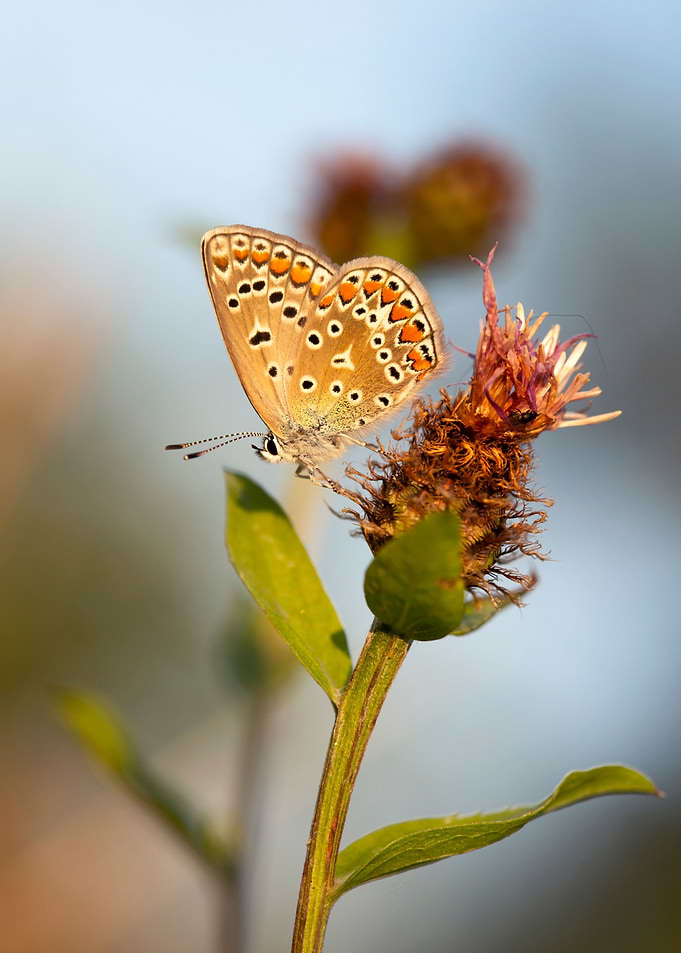 Summer butterfly