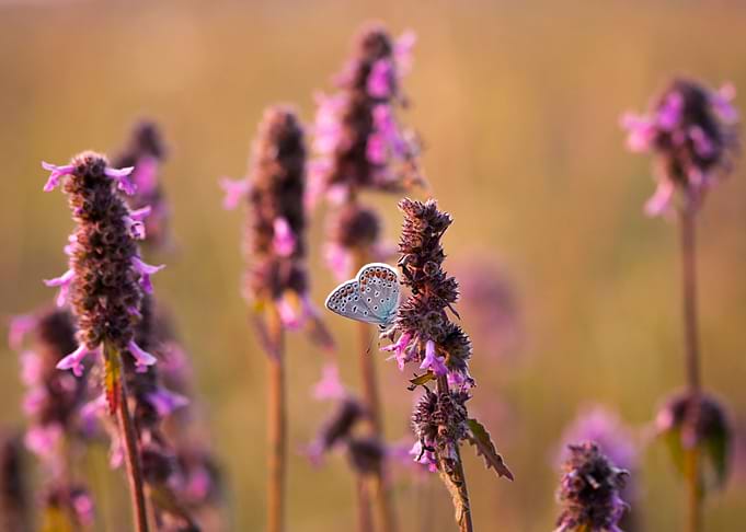 Meadow