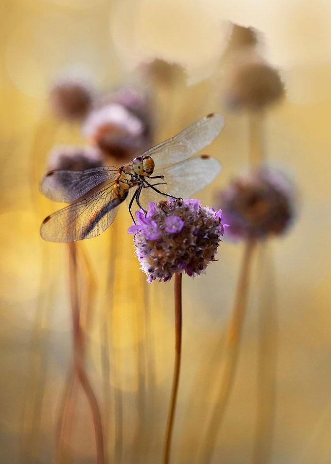 In my garden IV