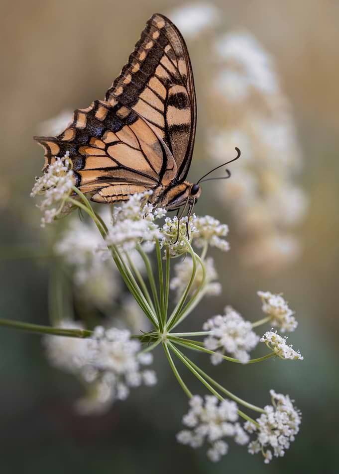 In my garden VI