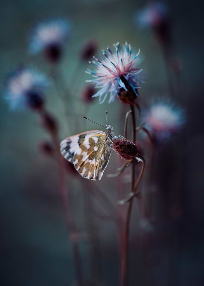 In my garden VIII