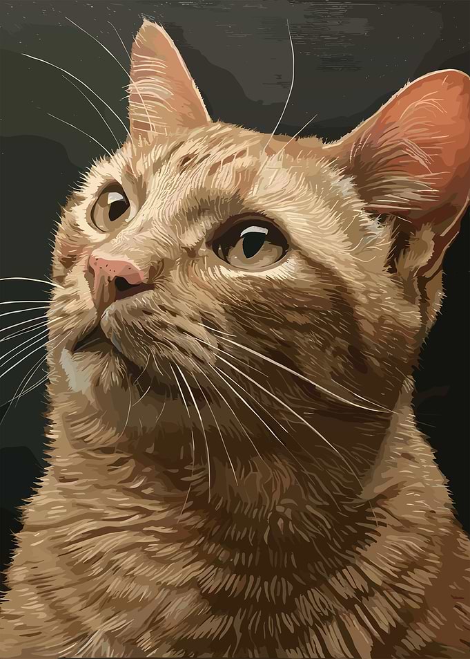 Cat Expressions
