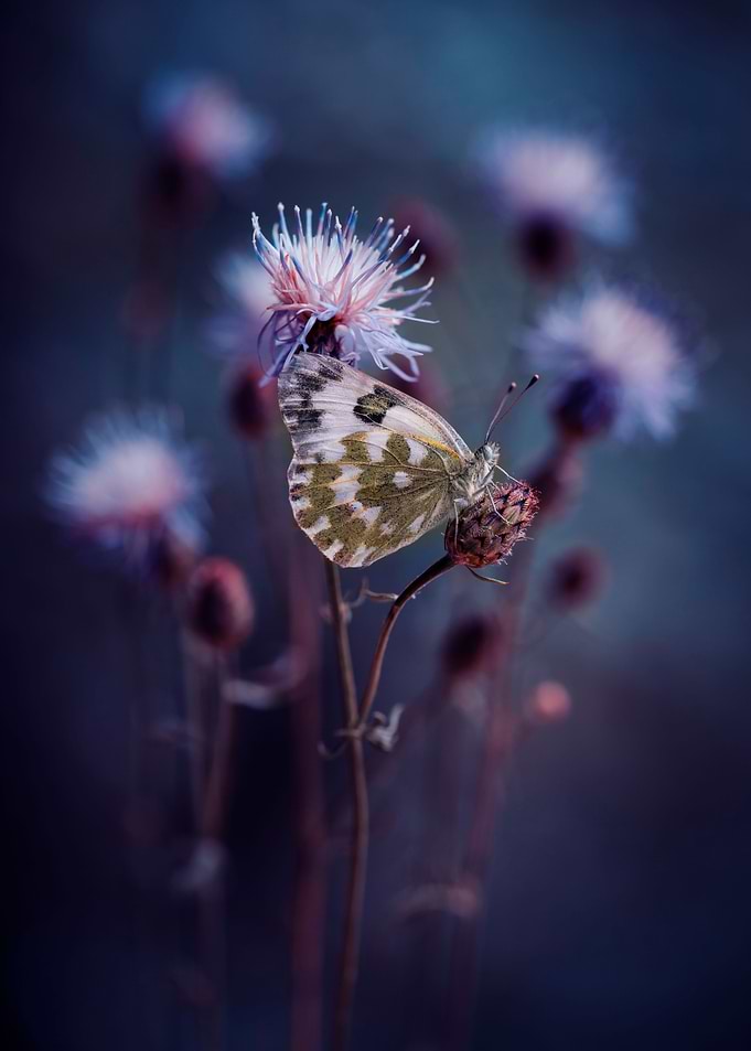 In my garden X