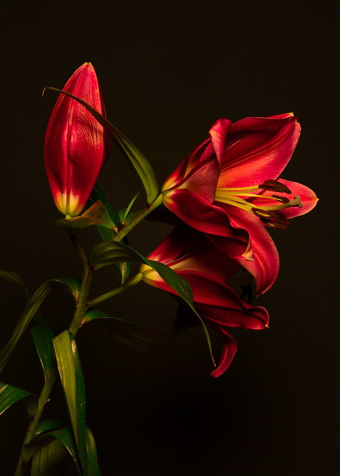 Red Lilies On Black