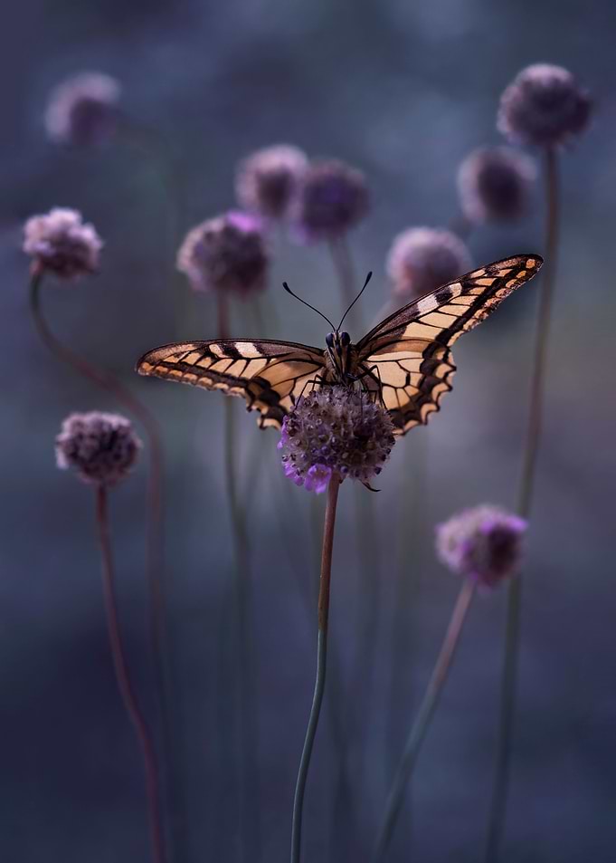 In my garden IX