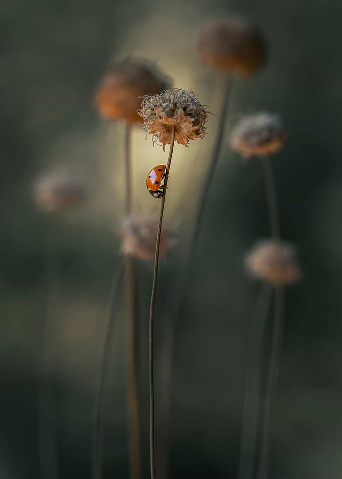 In my garden II