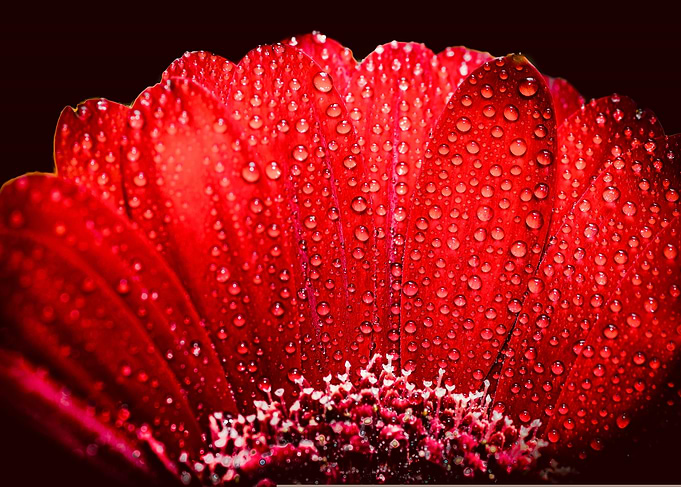 Red Gerbera On Black
