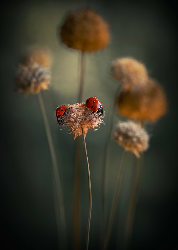 In my garden V