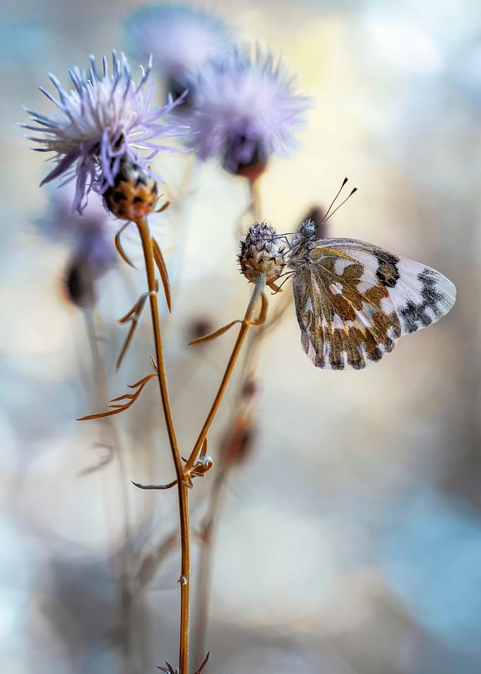 In my garden VII