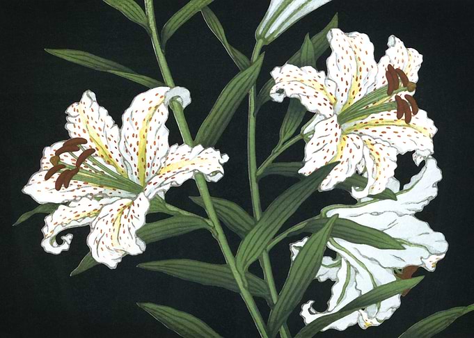Golden Banded Lily