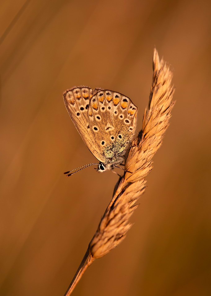 Summer butterfly