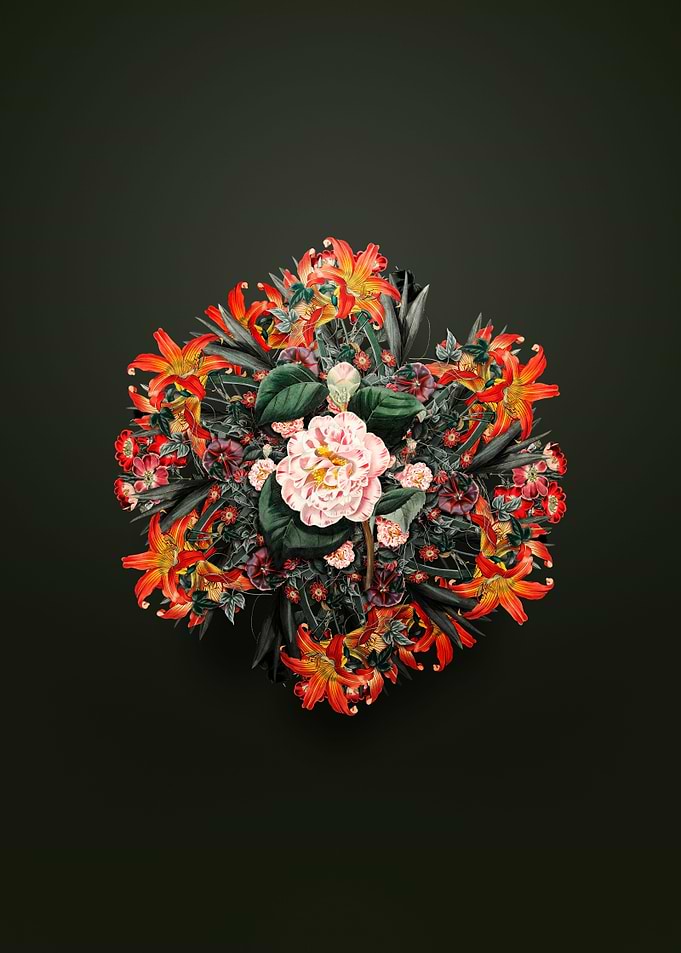 Grays Invincible Camellia