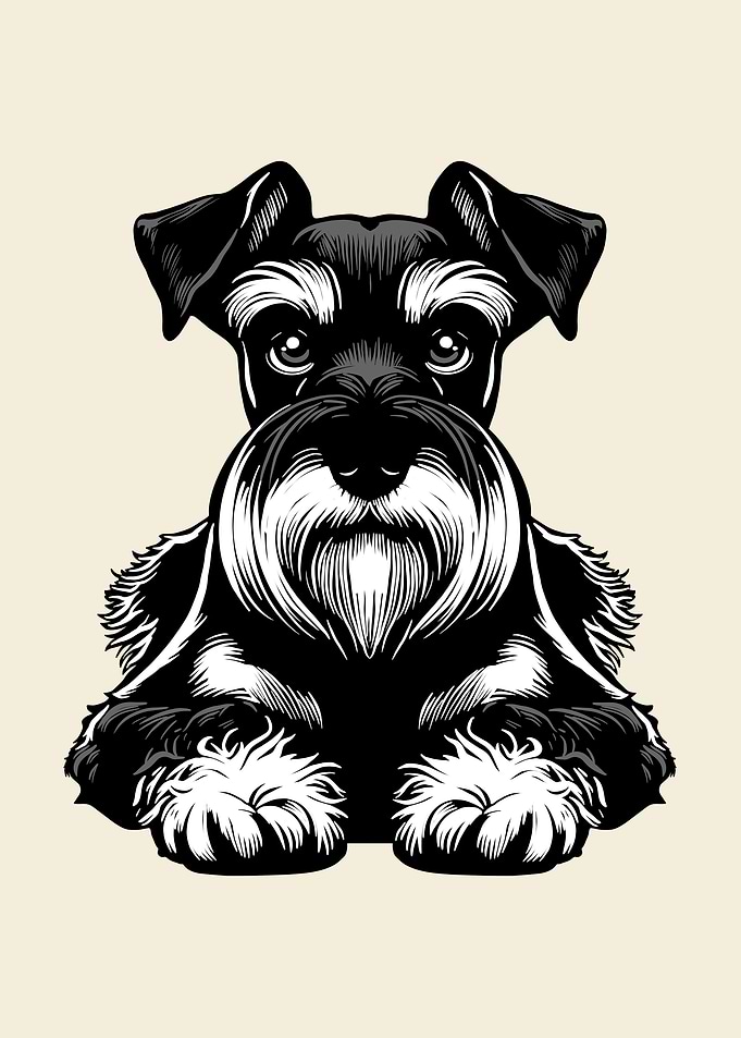 Miniature Schnauzer