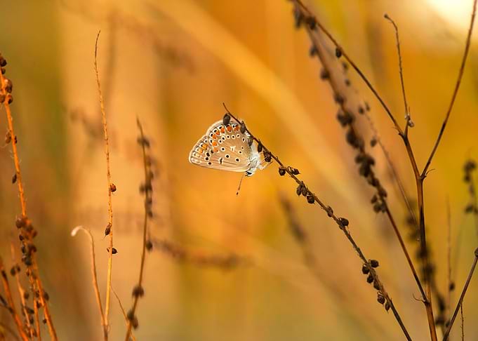 Summer butterfly