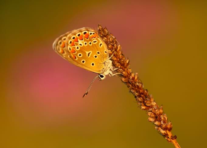 Summer butterfly