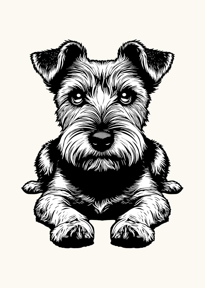 The Norfolk Terrier