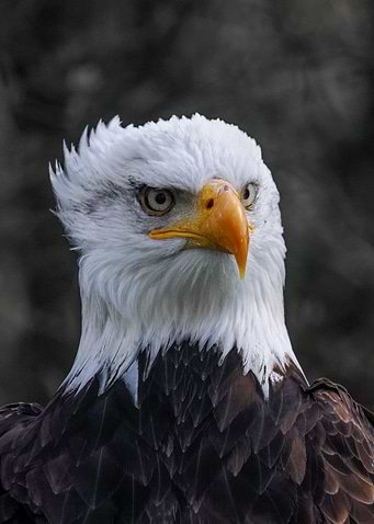Bald Eagle Portrait