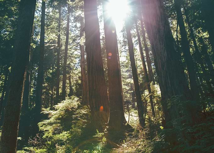 Sunny Forest