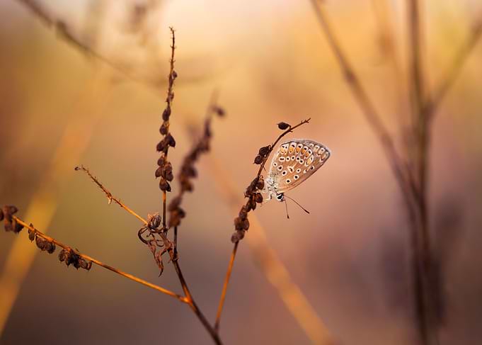 Summer butterfly