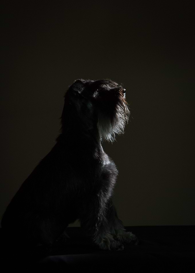 Schnauzer