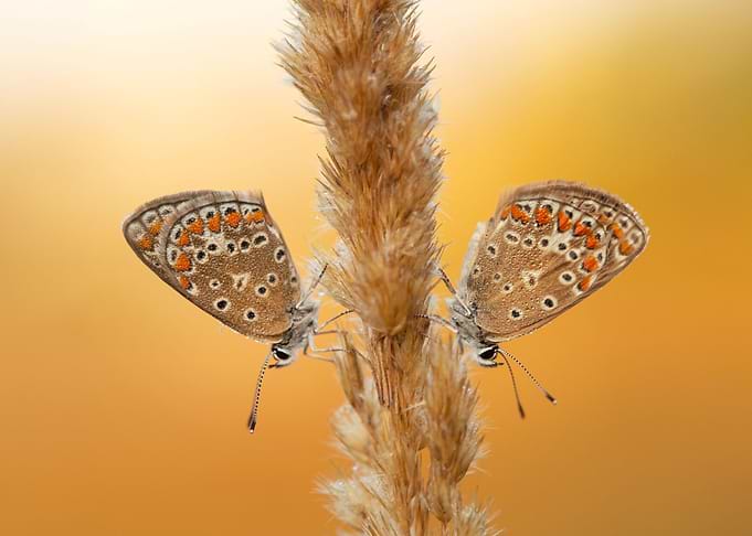 Summer butterflies