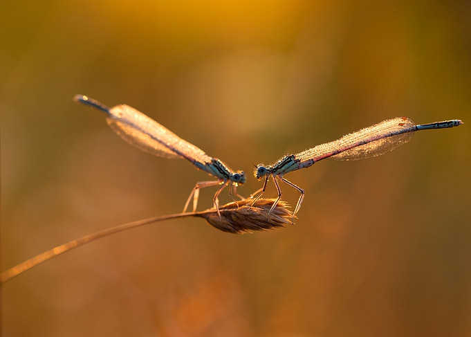 Dragonfly