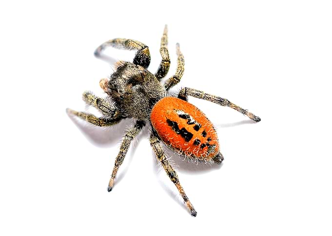 Phidippus jumping spider